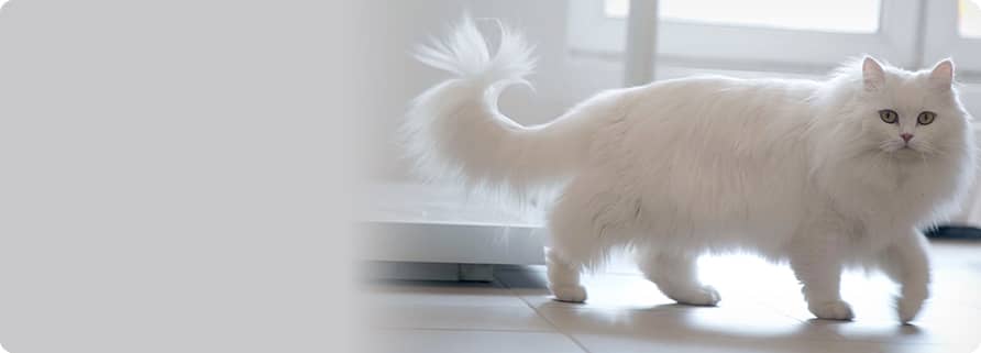 White cat walking